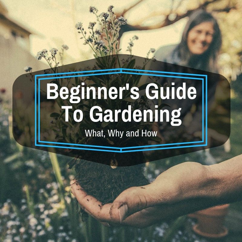 Beginners Guide to Gardening