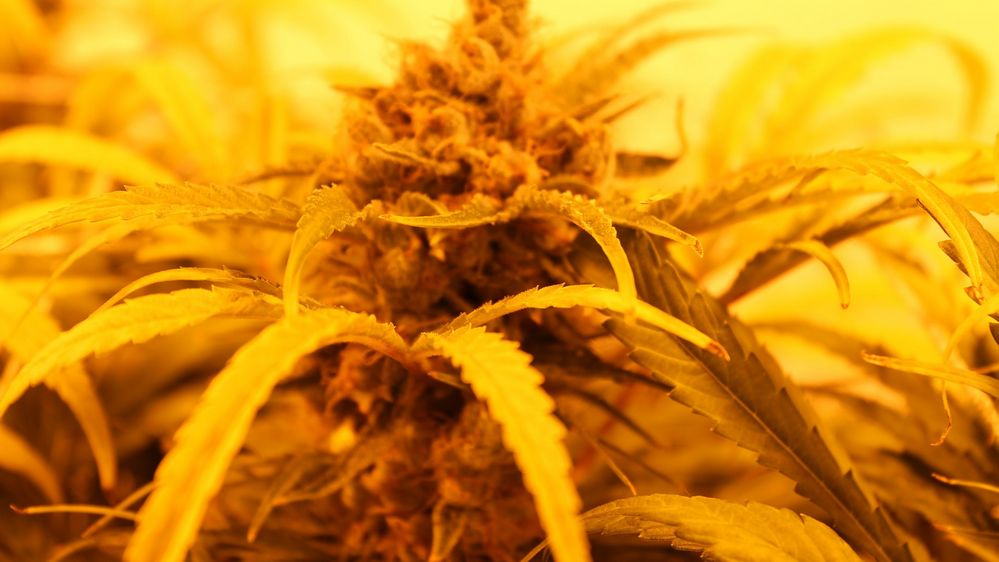 Cannabis plant under grow lighting