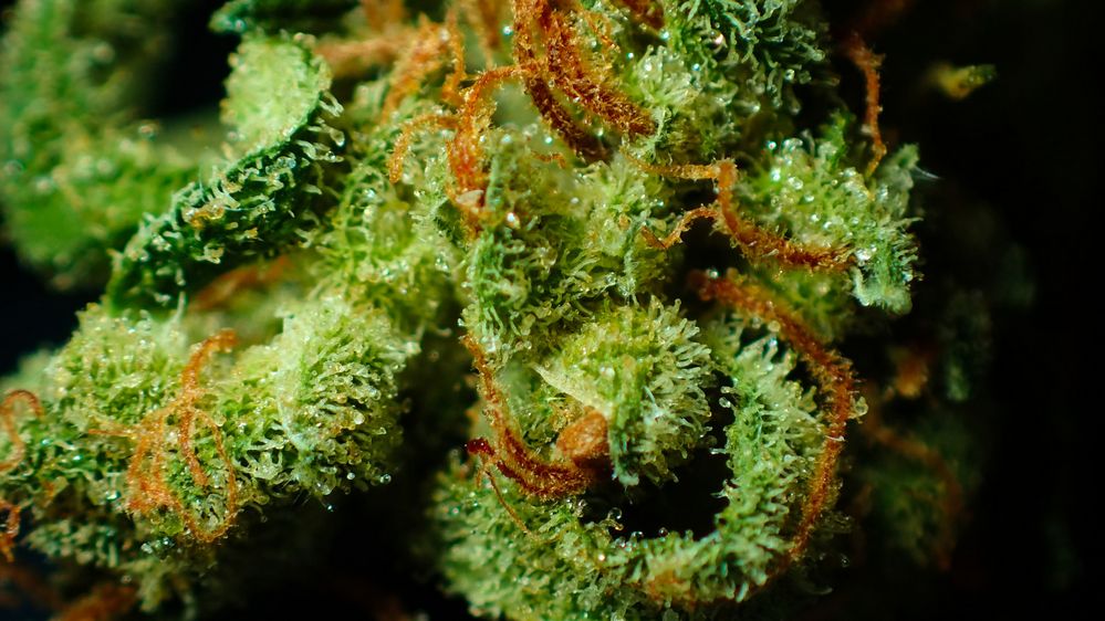 Trichomes on weed plant indicate harvest time