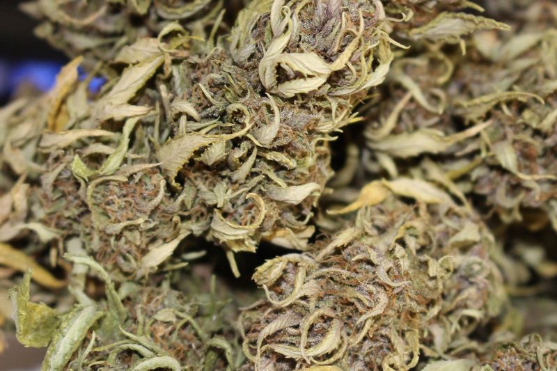 Dry cannabis flower