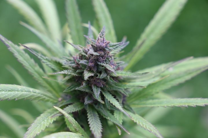 Fresh Cannabis Flower