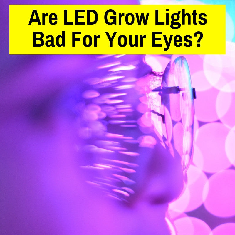 Do LED grow lights damage vision