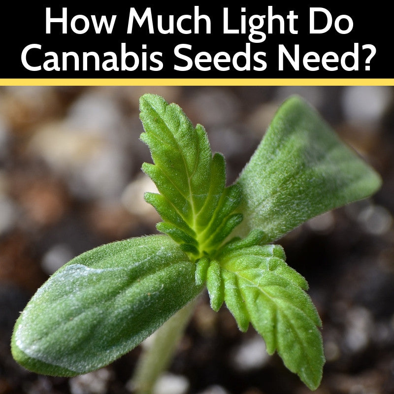 Light requirements of marijuana seeds
