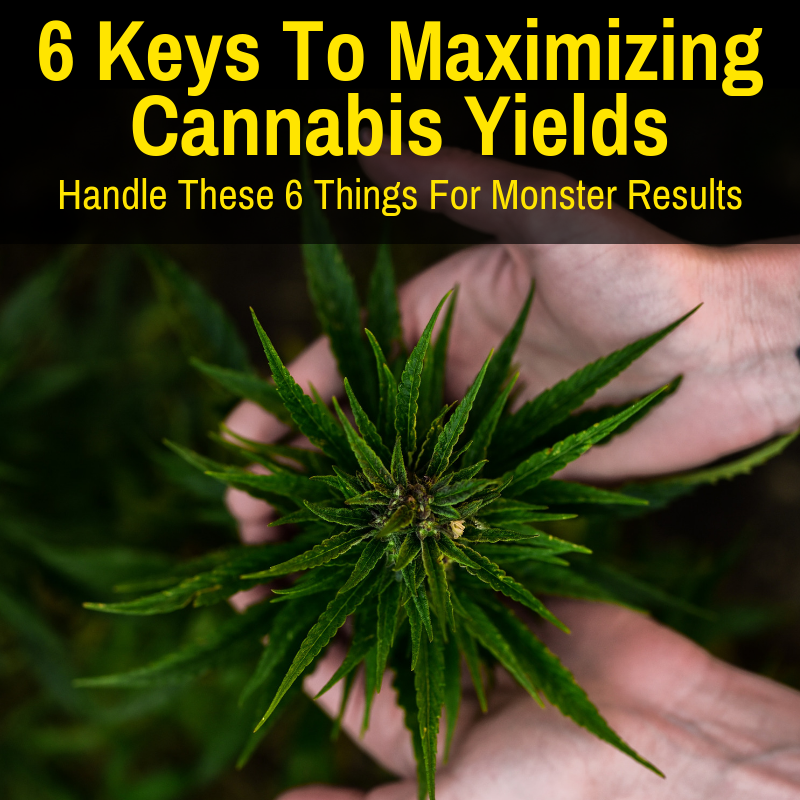 Maximize cannabis yields