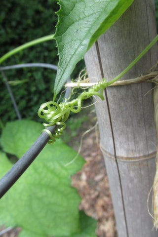 alt = "loofah vine tendrils knot"