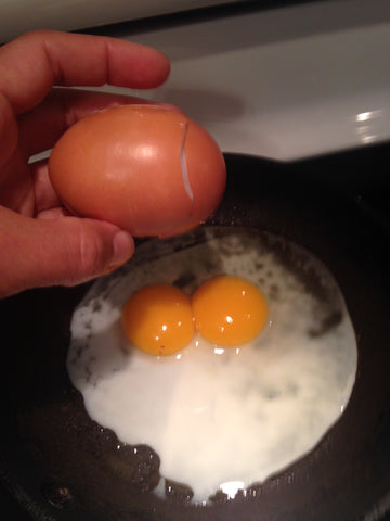 alt = "large egg double yolk chicken"