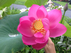 alt = "lotus pink bloom"