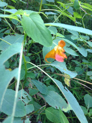 alt = "jewelweed touch me not lady's slipper all for soap"