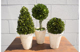 Boxwood Topiaries