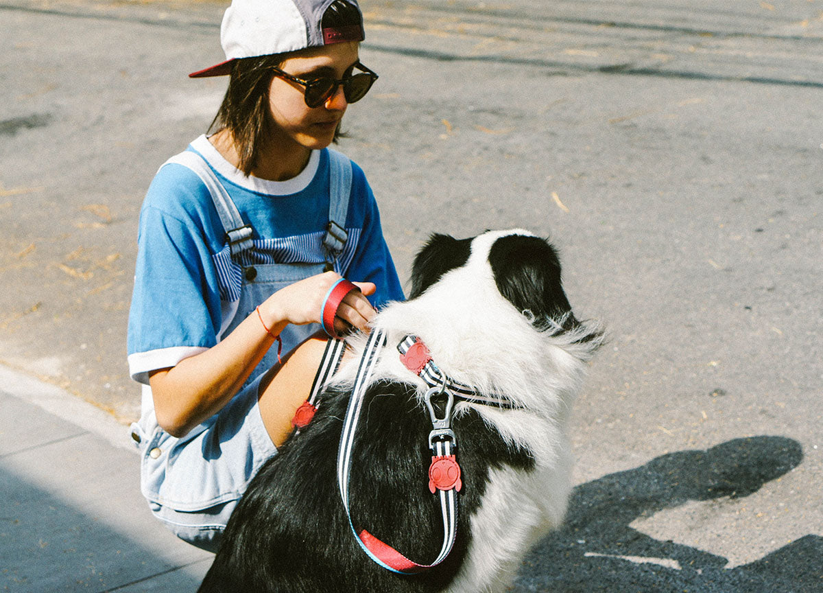 Border Collie wearing Asos Leash