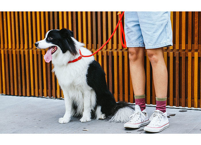 Zee.Dog_Slip on dog leash