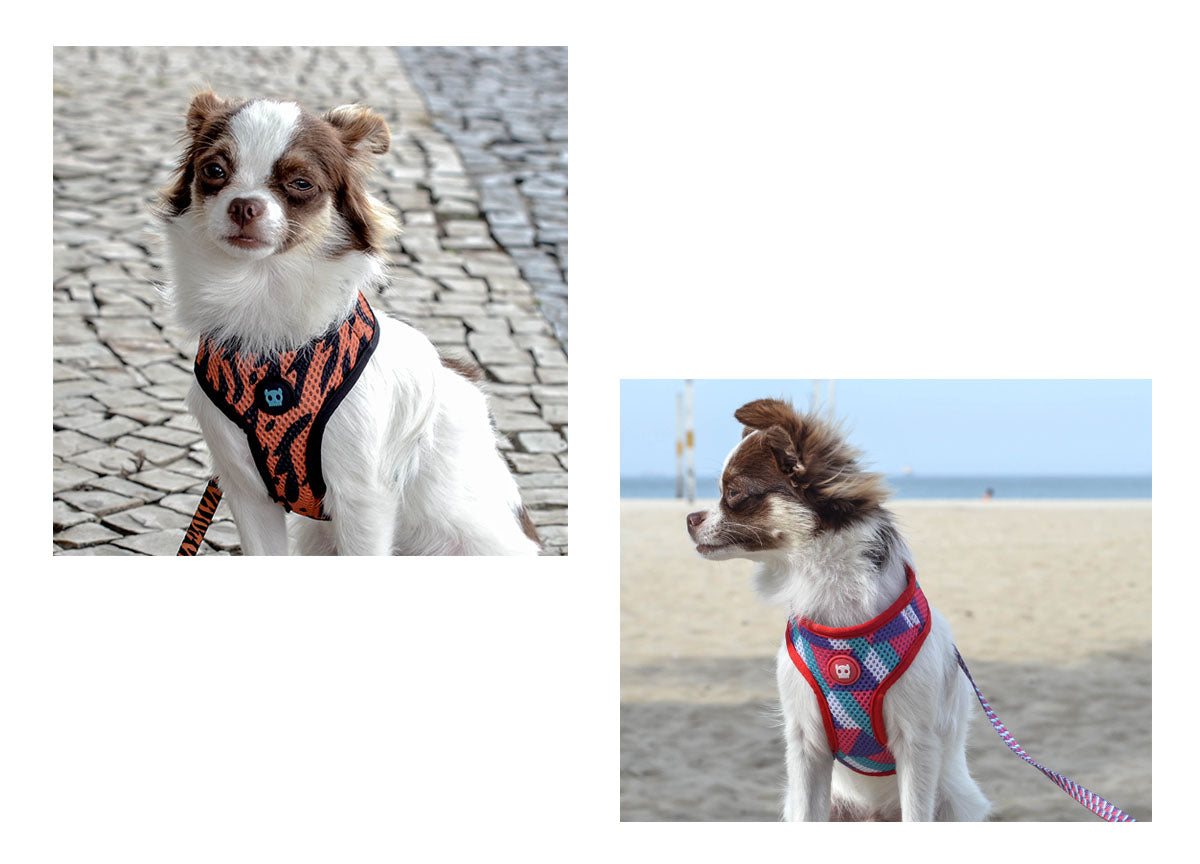 Chihuahua wearing Ayo and Adria Mesh Harness