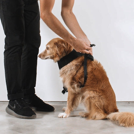 Prisma | Air Mesh Harness