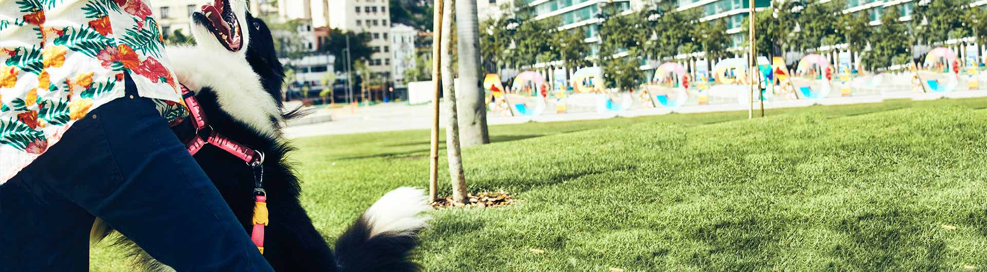 Dog Wearing Cake Step In Dog Harness | Zee.Dog