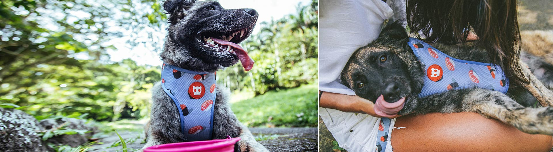 Wasabi | Mesh Plus Dog Harness