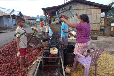 The cherries are brought to the pulping machine, on the left are the cherries skins and on the right are coffee seeds with mucilage intact.