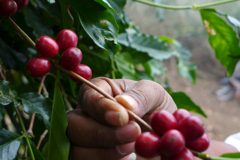 Those sweet cherries are lovely to look at!