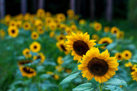 flowers that bloom in