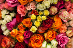 Rose Colors And Their Meaning Are You Sending The Right Roses