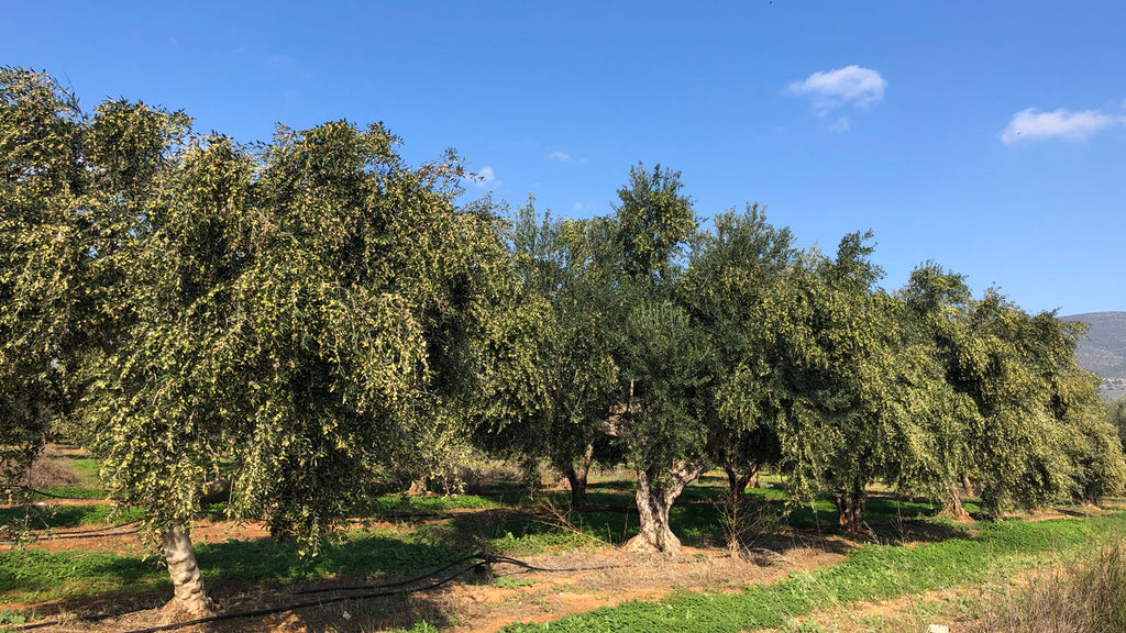 Olive trees line the landscape of the Liokareas Family Farm.