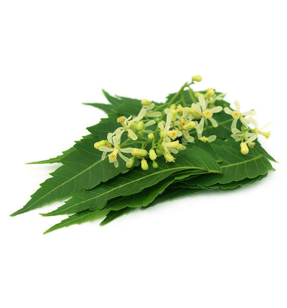 Neem Hydrosol