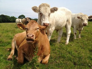 Pasture Cows