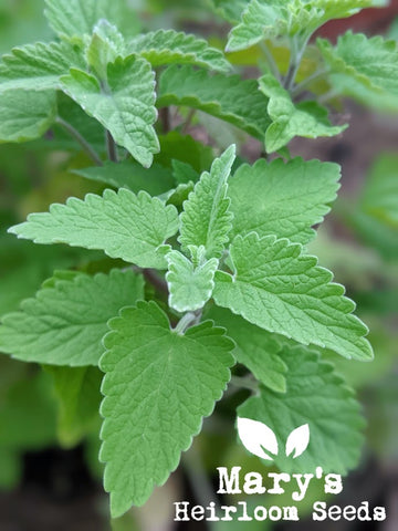 How to Plant and Grow Catnip