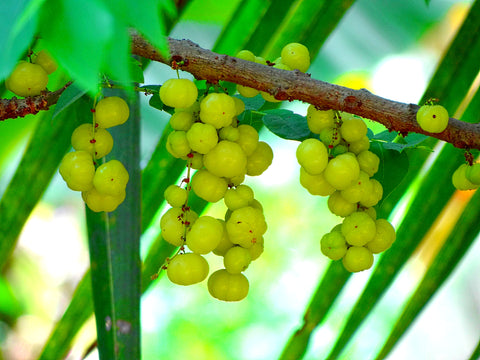 amla Indian gooseberry