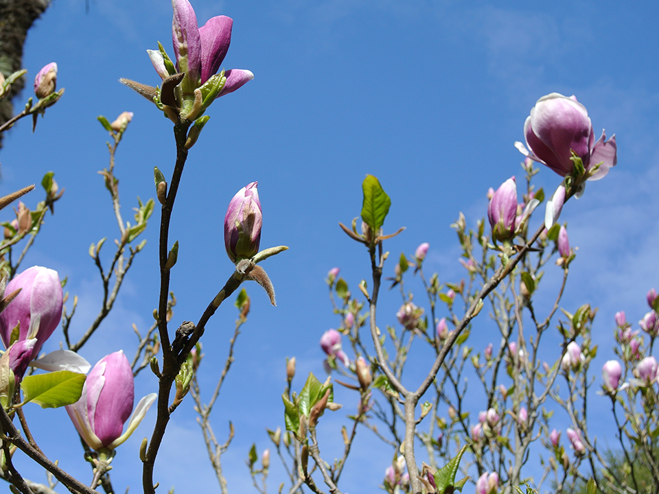 Lula Green organic home - Spring Blooms - Magnolia