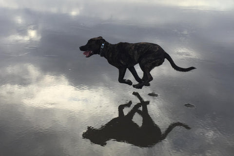 Hand and Hide Office Dog Yukon Running on the Oregon Coast