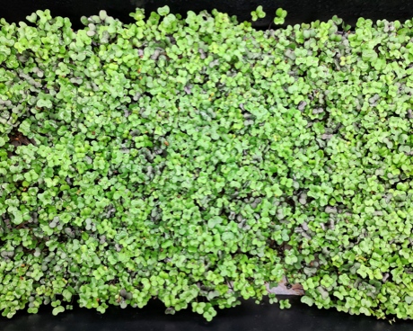 VegBed Bamboo Microgreen Mats Growing Broccoli Radish