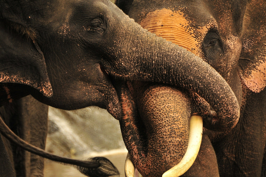 elephants playing