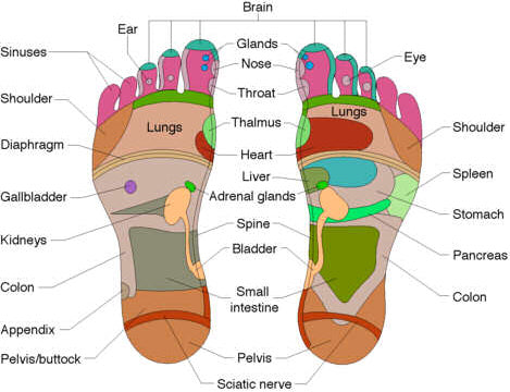 foot reflexology reflex area illustration