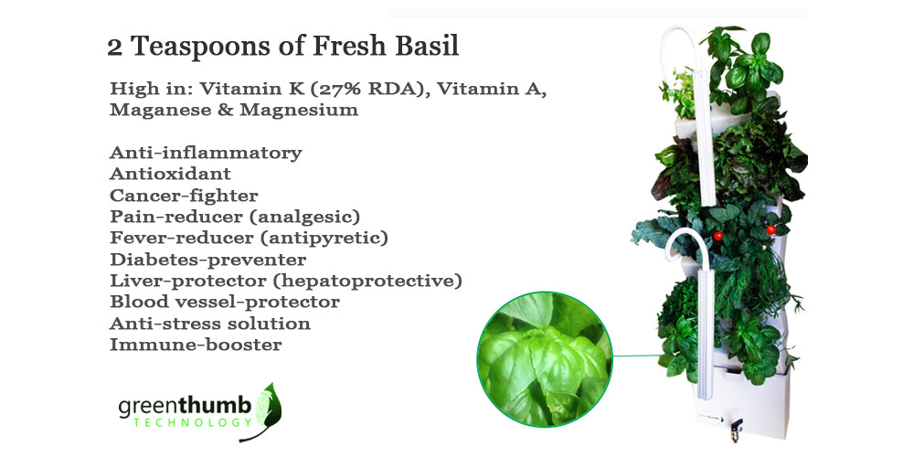 Grow basil in the VeggieWall, indoor garden. Hydroponic indoor garden. Urban gardening.