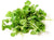 indoor garden watercress urban vertical garden