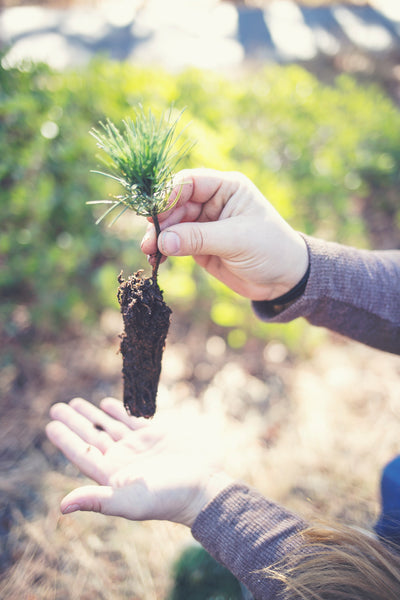 Aolan Hawaii Partners with One Tree Planted