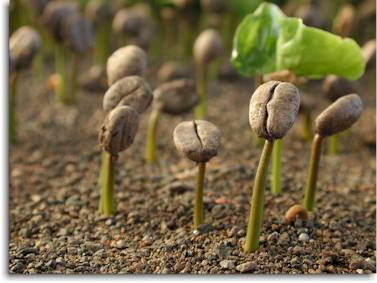 Coffee Seedlings via CoffeeResearch