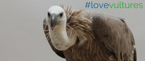 Love Vultures!