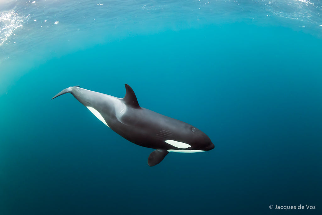 Orca in Norway Copyright Jacques De Vos