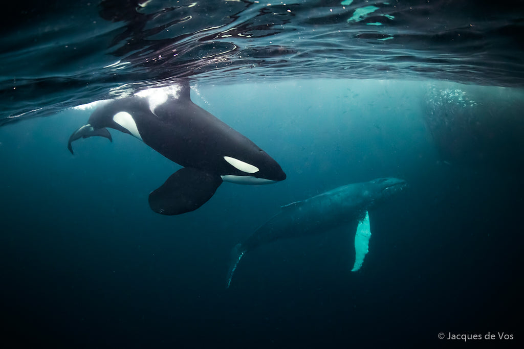 Orca in Norway Copyright Jacques De Vos