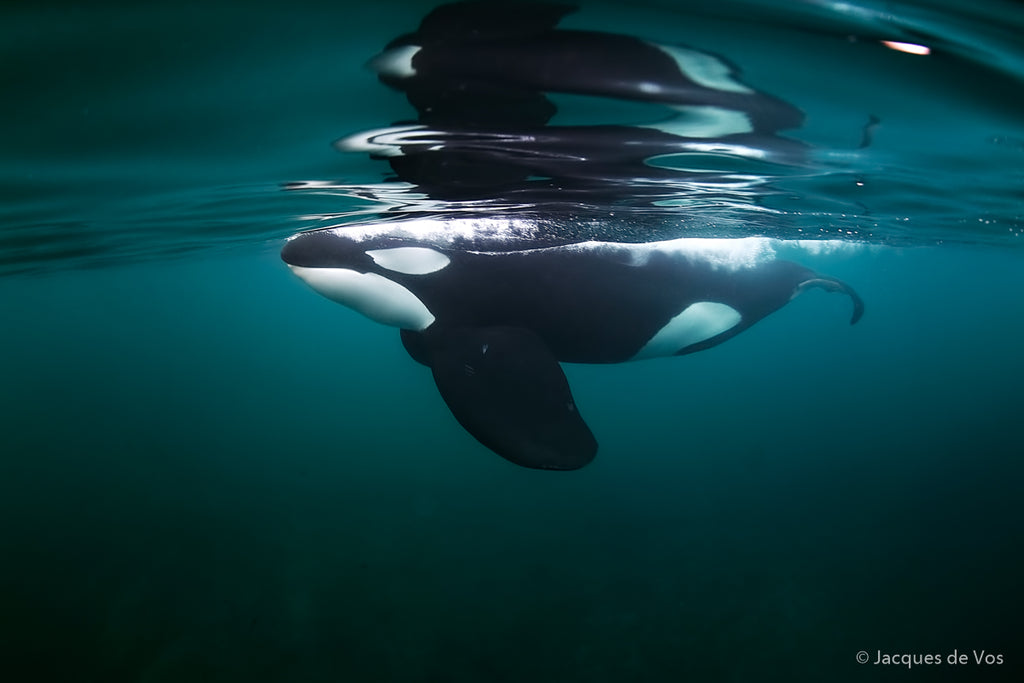 Orca in Norway Copyright Jacques De Vos