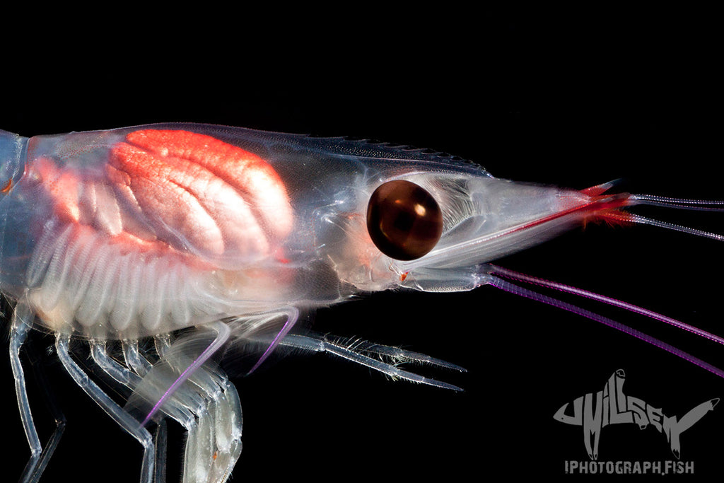 Blackwater Peneid Shrimp Copyright Jeffrey Milisen with Ikelite Housing Strobes