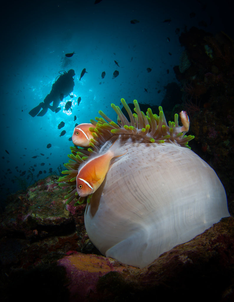 Close focus wide angle underwater by Steve Miller