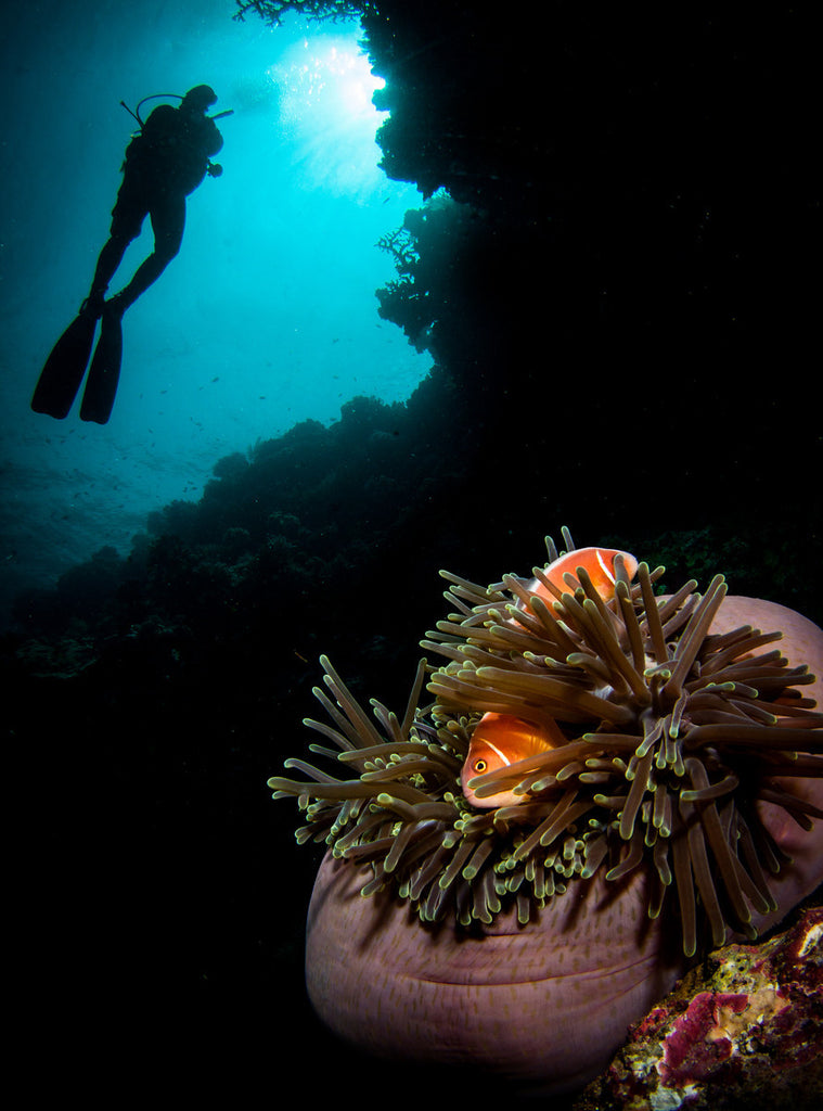 Close focus wide angle underwater by Steve Miller