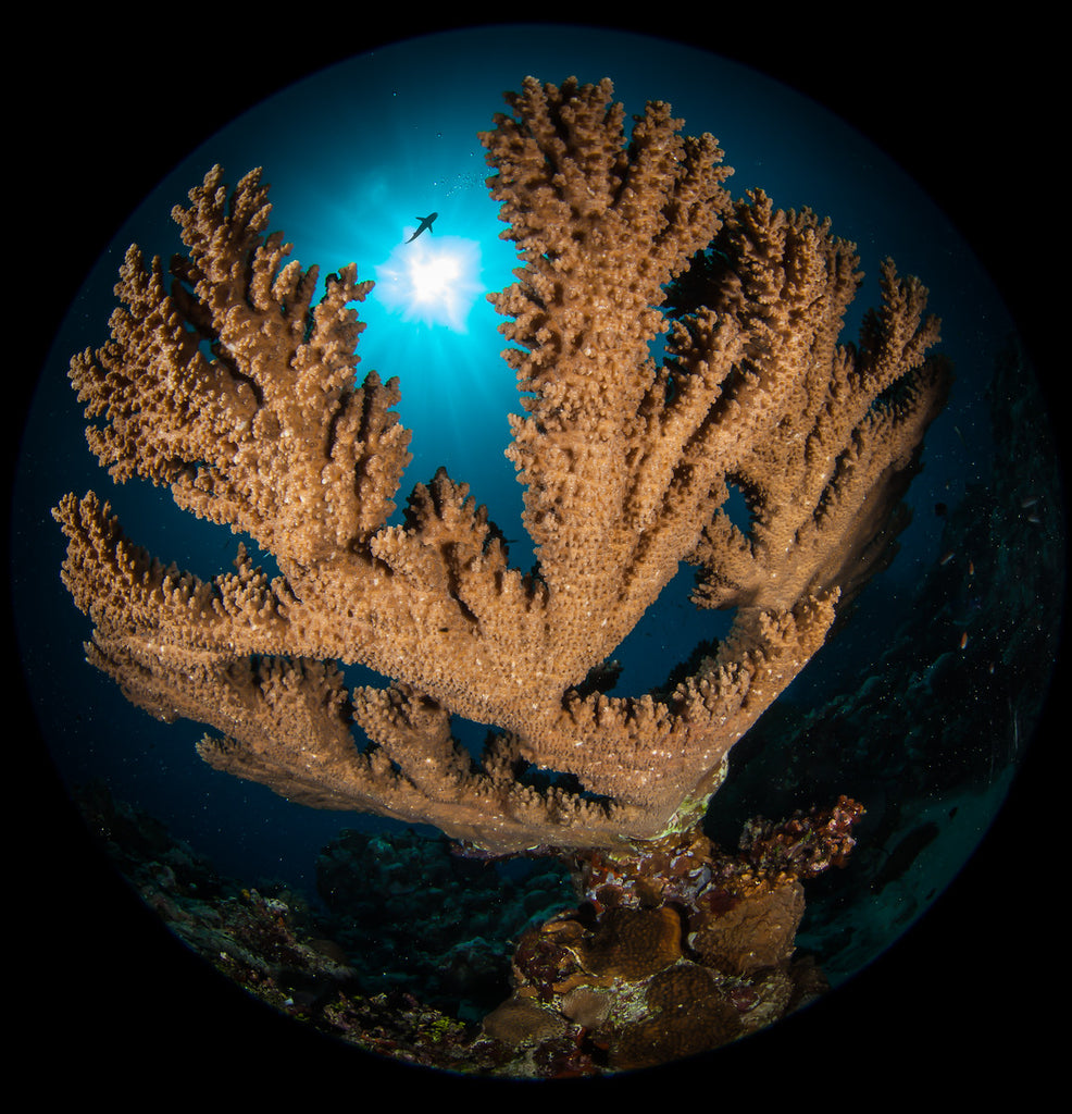 Close focus wide angle underwater by Steve Miller