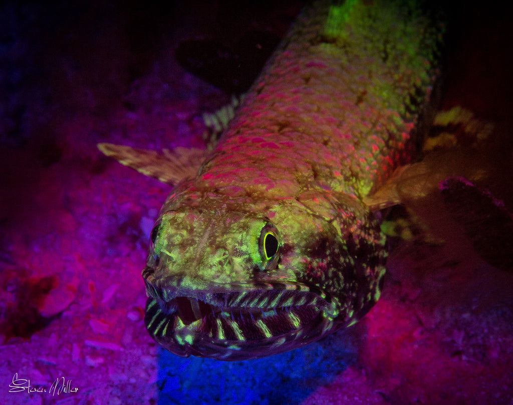 Lizardfish Fluorescence by Steve Miller