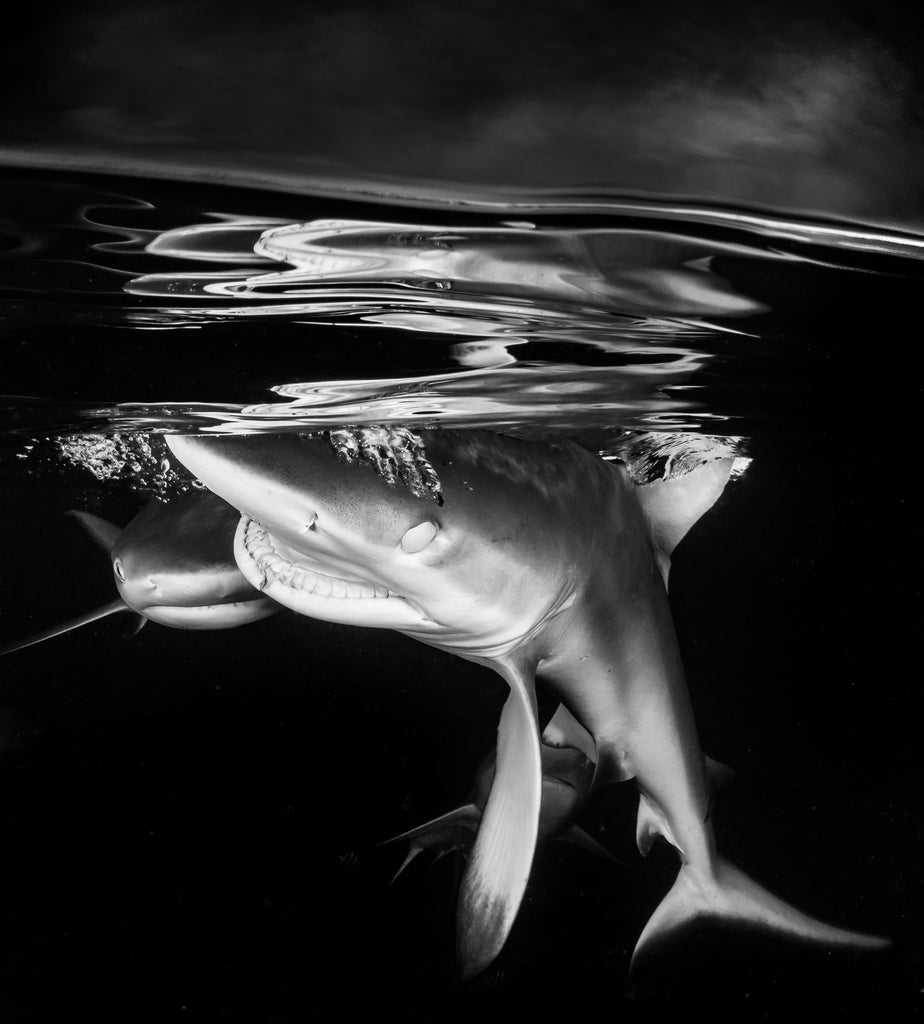 Shark photo by Steve Miller