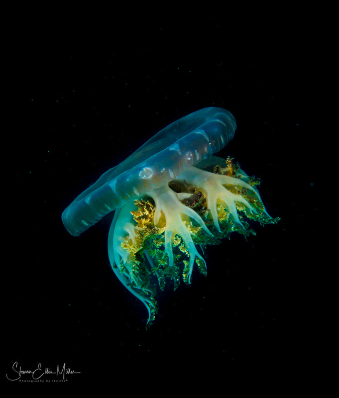 Jellyfish by Steve Miller