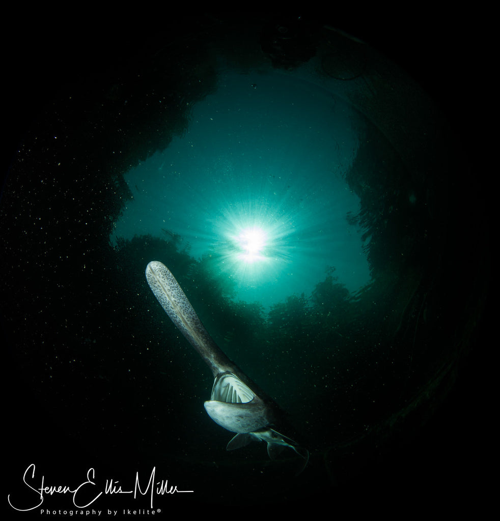 Close focus wide angle underwater by Steve Miller