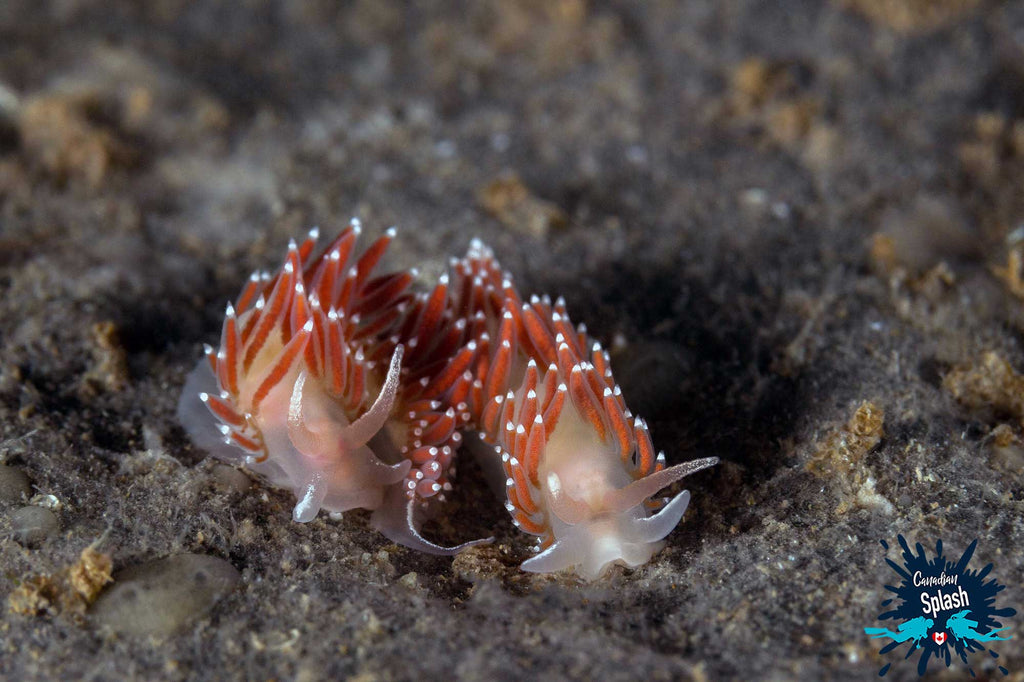 Nudibranch Newfoundland Copyright Ali Postma Ikelite Housing